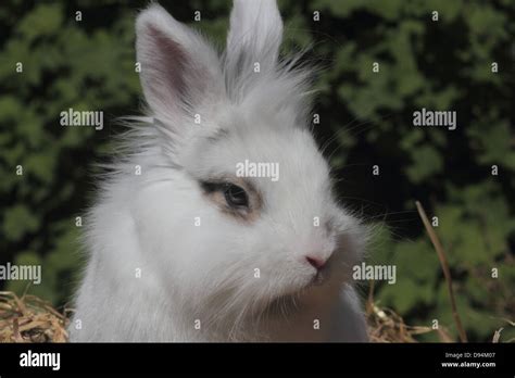 Cute White Domestic Rabbit Stock Photo Alamy