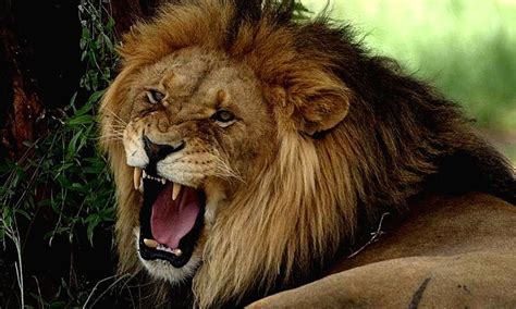 Leōnem), from ancient greek λέων (léōn). Lion unleashed on man for demanding wages in Lahore, Pakistan