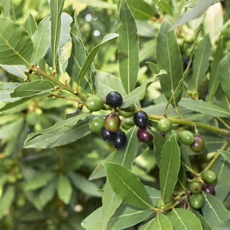 Plantas De Laurel Laurus Nobilis The Original Garden