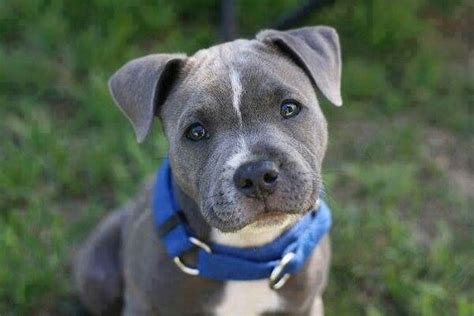 Awesome Blue And White Blue Nose Pup Bull Terrier Puppy Cute Puppy