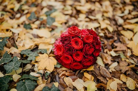 Ingyenes Kép Sárga Levelek őszi Szezon Borostyán Piros Rózsa
