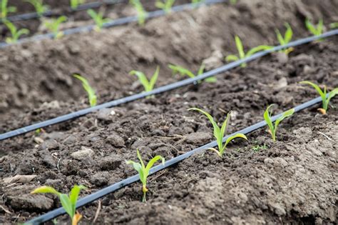 Small Corn Field With Drip Irrigation Premium Photo