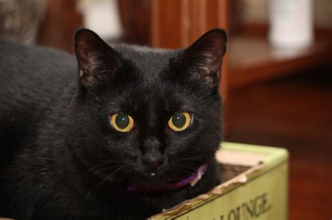 Black Cat With Amber Eyes Black Cats Pinterest