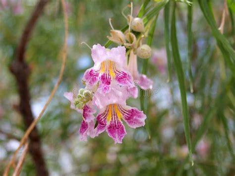 Doppio nastro e applicazione di tre fiorellini. Fiore Dell'albero Di Orchidea Del Deserto, Fine Su Fotografia Stock - Immagine di vibrant ...