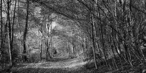 Forest Path Trees Fall Free Photo On Pixabay Pixabay