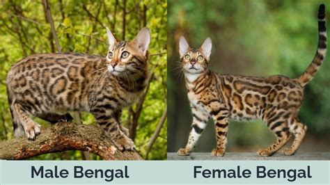 Quelles sont les différences entre les bengals mâles et les bengals