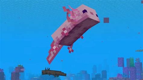 Axolotl Minecraft Comment Apprivoiser Les Axolotls Dans Minecraft
