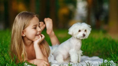 Il maltese è la più antica razza di cani di taglia piccola e tra le più antiche in generale. Adottare un Maltese e il profilo del suo padrone ideale