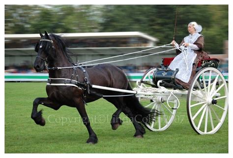 Black Friesian Horse And Carriage Horses Working Pinterest