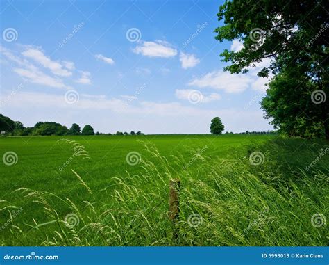 Green Pasture Stock Image Image Of Landscape Environment 5993013