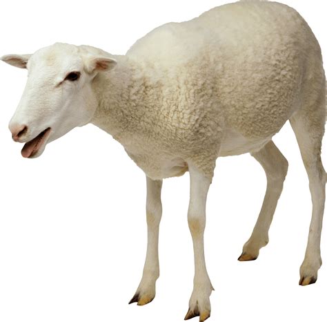 White Sheep Transparent Png Stickpng