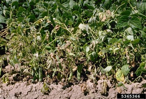 Fusarium Wilt Fusarium Oxysporum Fsp Phaseoli On Common Bean