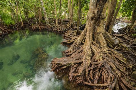 Mangrove Forest At Tha Pom Krabi Thailand Stock Photo Image Of
