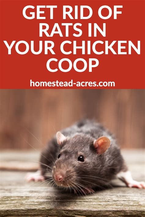 How To Keep Rats Out Of Your Chicken Coop Homestead Acres