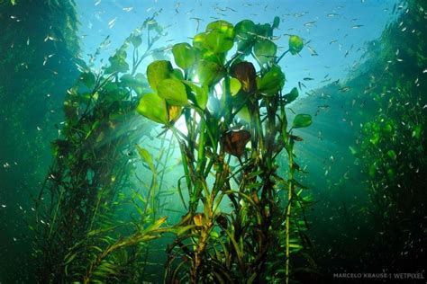 Underwater Ocean Plants