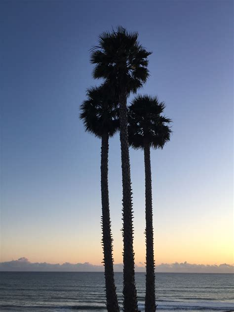 ðŸ–¤ Aesthetic Sunset Palm Trees - 2021