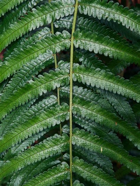 Beautiful Ferns Leaves Close Up Green Foliage Natural Floral Fern