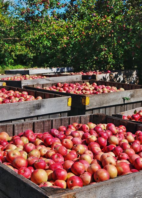 Apple Orchards To Visit This Month — Glens Falls Living