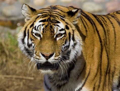 Tiger Friendly Animals At The Prague Zoo Stock Image Image Of