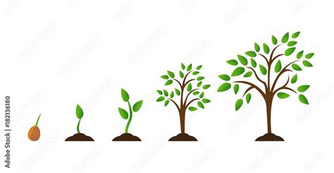 Tree Growth Diagram With Green Leaf Nature Plant Set Of Illustrations