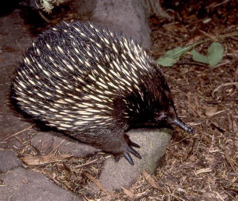 ENCYCLOPEDIA OF ANIMAL FACTS AND PICTURES: ECHIDNA