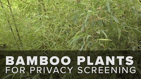 Whether it is privacy from neighboring houses or screening of an alley or power lines, choosing the right evergreen shrubs and trees for the size and space can make a big difference in the final garden design. Bamboo Plants for an Outdoor Privacy Screen - YouTube