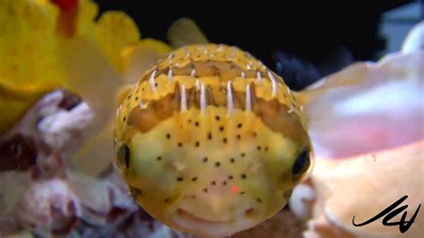 Cutest Little Puffer Fish And Friends Youtube Youtube