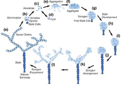Life Cycle Of Acrasis Rosea A Mature Sorocarp Arranged As A Branched