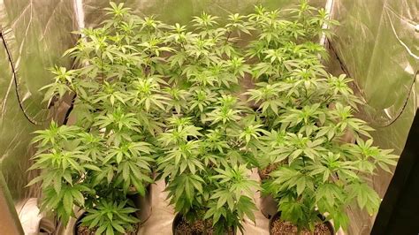 Maybe you would like to learn more about one of these? S:5 Ep:5 Indoor Cannabis Grow - IMA BUDS