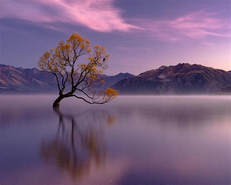 The Wanaka Tree 5000×4000 Wallpaperable