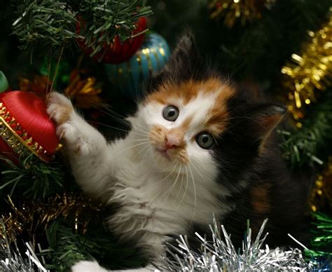 Special Christmas Delivery 23rd December 2015 We Love Cats And Kittens