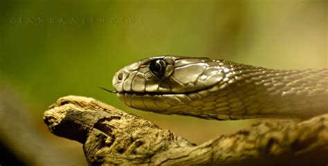 They are highly aggressive when threatened, known to strike repeatedly and to inject a large volume of venom with each strike. black mamba | Black mamba, Black, Snake