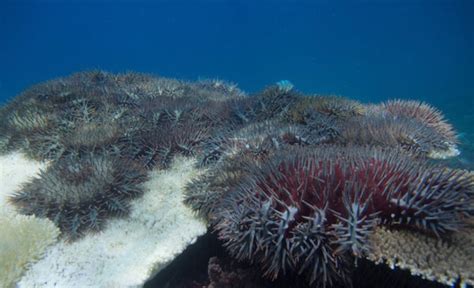 Juvenile Crown Of Thorns Starfish Cots Gbr Biology