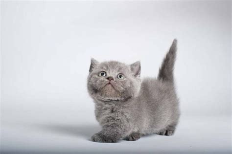 21 adorable munchkin cats