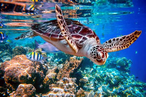 Five Reasons We Love Sea Turtles Navetor Veterinary Software
