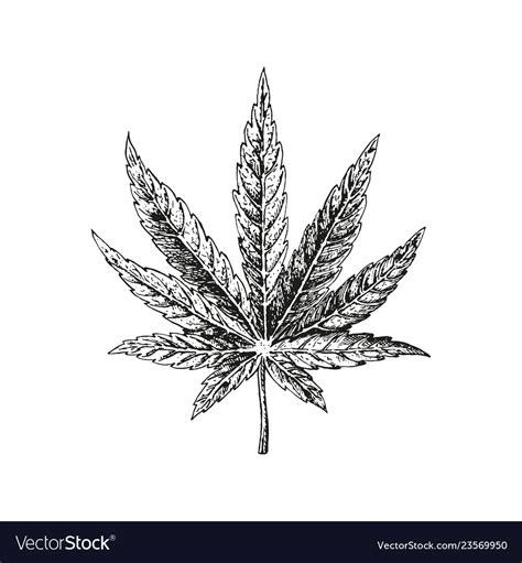 Hand Drawn Hemp Leaf Cannabis Plant Royalty Free Vector