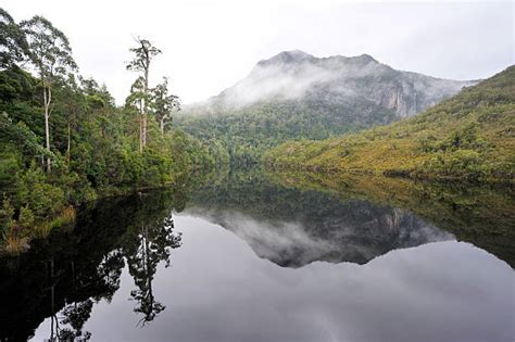 430 Forest Tasmania Tasmanian Rainforest Stock Photos Pictures