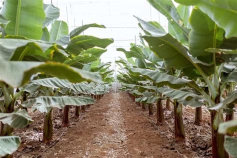 Banana Fertilizer Requirements And Recommendations Schedule And