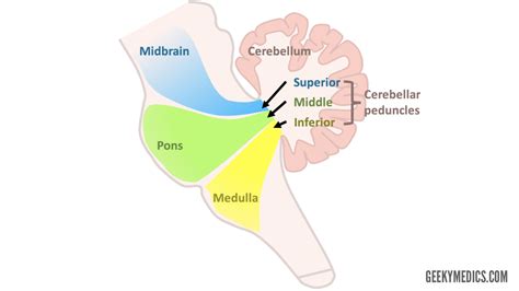 Cerebellum Anatomy Functions Pathways Geeky Medics