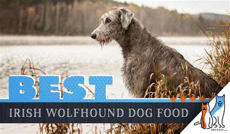 Some label claims are less meaningful dog owners should also consider the right food for the size of their pets. 6 Best Irish Wolfhound Dog Foods Plus Top Brands for ...