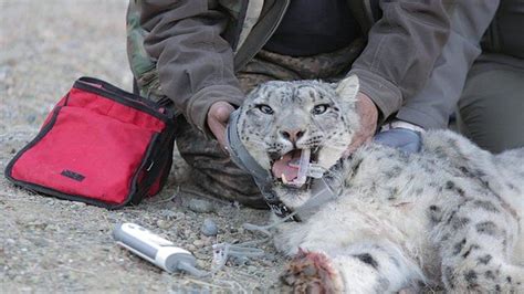 Tracking And Protecting Mongolia S Snow Leopard Bbc News