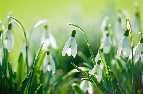 Snowdrops Nature Flowers Spring Wallpaper 4288x2848