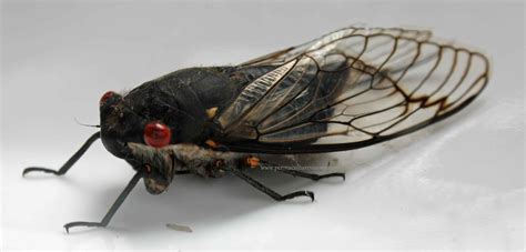 Cicadianism is a technomystical order. Cicadas Singing - Permaculture Visions