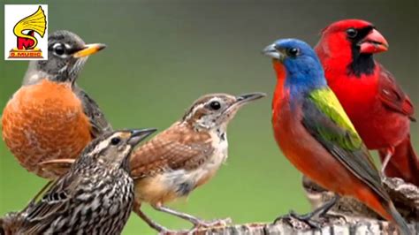Top 10 Most Beautiful Birds In The World Bird Sounds And