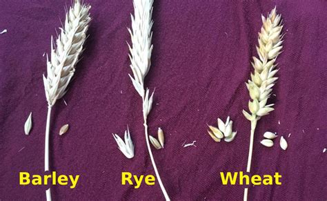 One easy rule of thumb is that will. How to tell the difference between barley, rye, and wheat ...