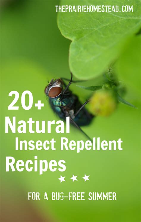 20 Natural Diy Bug Spray Recipes For You And Your Garden Insect