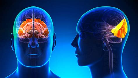 Occipital Lobe Stock Photos Pictures And Royalty Free Images Istock