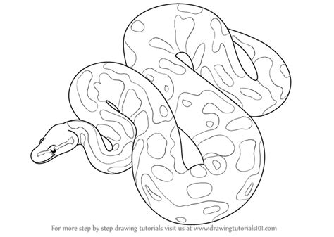 Burmese Python Drawing At Getdrawings Free Download