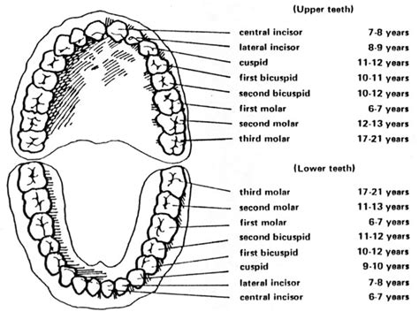 Tooth Eruption Dates Evansville Pediatric Dentistry Evansville Indiana