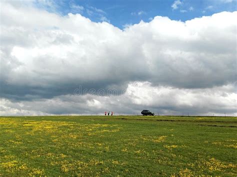 Blue Sky White Cloud Snow Mountain Green Grassland Yellow Flower